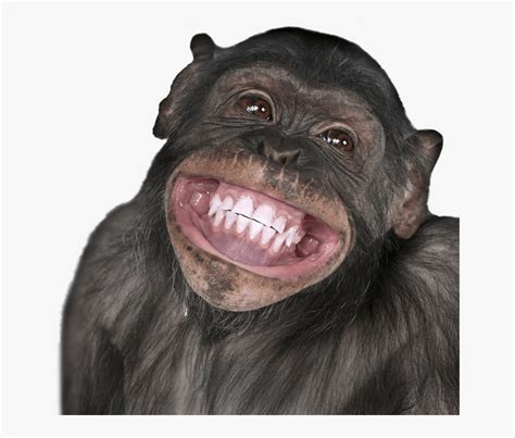 Funny Monkey Png Monkey Face Transparent Free Transparent Clipart