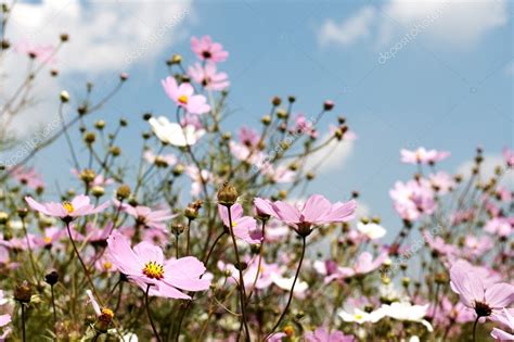 The seed coat is green or tan, which the hull is dark brown or black, and some may be included in buckwheat flour as dark specks. Field of wild cosmos flowers — Stock Photo © Elenat #5160787
