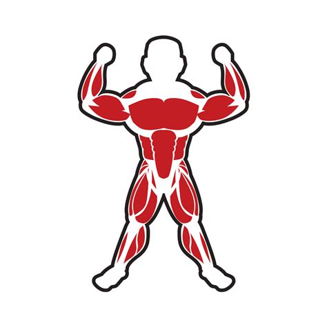 Muscular System Clipart Clipart Best Clipart Best Ima