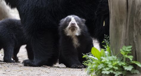 Adorable Andean Bear Cubs With Spectacles Can Be Seen At The Queens