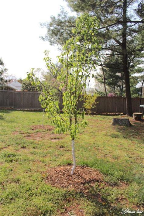 Apple, pear, cherry, mulberry, pawpaw, and nut trees typically get very large even with thinning and pruning. DIY Starting a Home Orchard (Planting an Orchard with ...