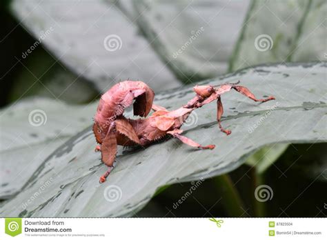 Giant Pricky Stick Insect Aka Extatosoma Tiaratum Stock