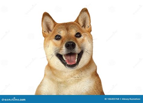 Portrait Of Shiba Inu Purebred Dog Stock Photo Image Of Purebred