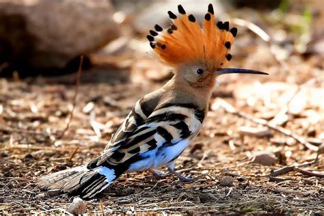Bird Guide The Hoopoe The Modern Day Pterodactyl