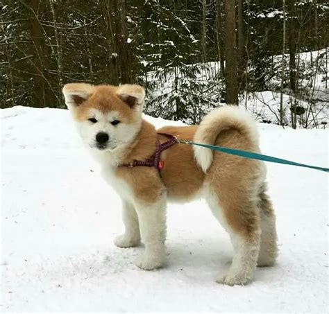 12 Of The Cutest Japanese Akita Puppy Pics Ever The Paws