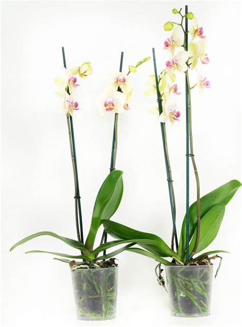Orchideeën van Botanicly 2 Vlinder orchidee geel roze Hoogte 60
