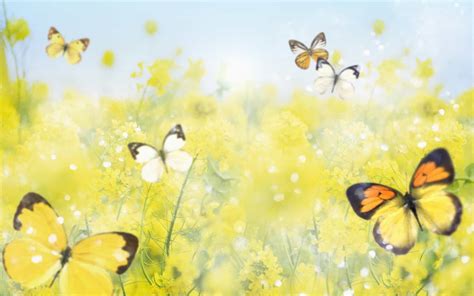 Yellow Butterfly Wallpapers Top Free Yellow Butterfly Backgrounds