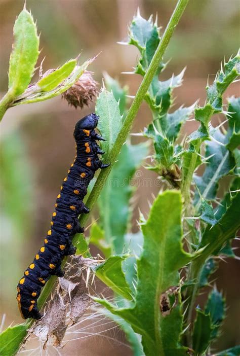 A Black Caterpillar With Orange Spots Crawls Over A Prickly Plant Stock