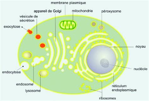 La Cellule Eucaryote Formation Infirmiers Riset
