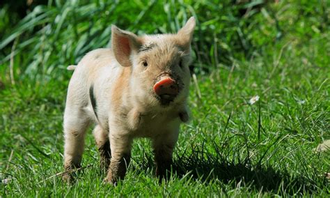 Kunekune The New Zealand Pigs Chris Pratt Called The ‘best Birthday