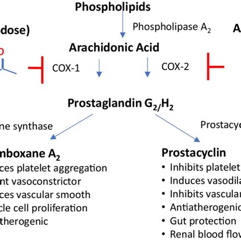 Mechanism Of Action Of Aspirin And Cox Inhibition Prostaglandins