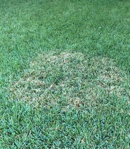 Fungus In St Augustine Grass Weedex Lawn Care