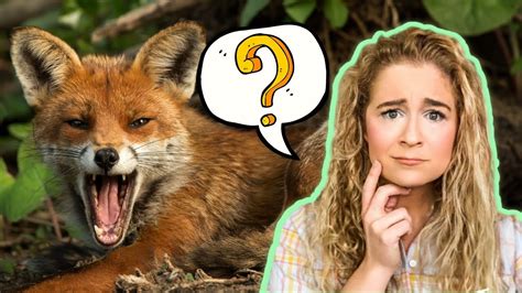 Why Do Foxes Scream At Night Y Tho Youtube