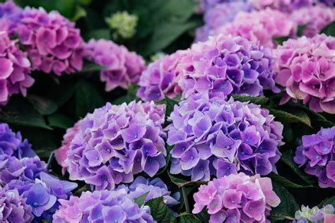 How To Grow And Care For Hydrangeas 2022