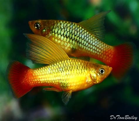 Lf High Fin Sunset Variatus Platy