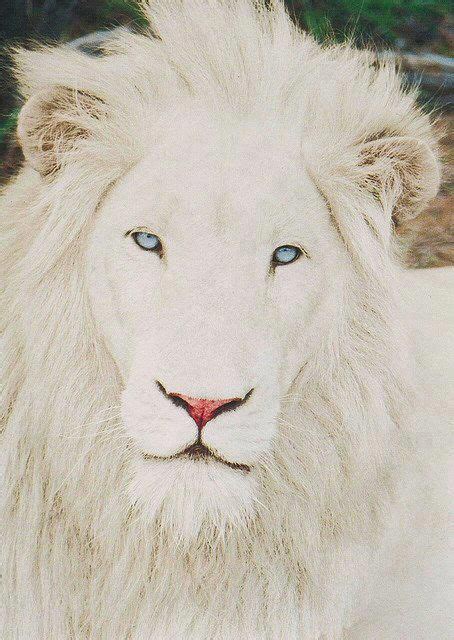 The White Lion Genetic Mutation Albinism Disorder Albino Animals