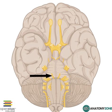 Abducent Nerve Nervous System Anatomyzone