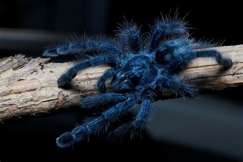 16 Blue Spiders And How To Identify Them Spiders Planet