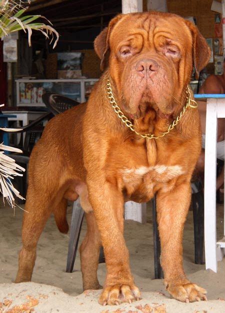 Litter Box Dogue De Bordeuax Ambis Kennel French Mastiff Dog