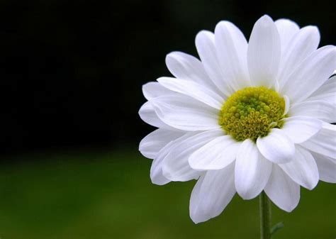 Flowers White Flower Beautiful Flowers Wallpaper Hd For High Resolution