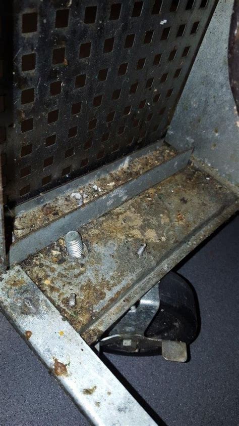 Shocking Pictures Show Mouse Droppings In Kitchen Of Zizzi Liverpool Echo