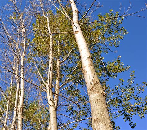 Free Photo Poplar Tree Green Leave Poplar Free Download Jooinn