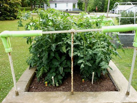 Better Boy Tomato Waterstick Grow System