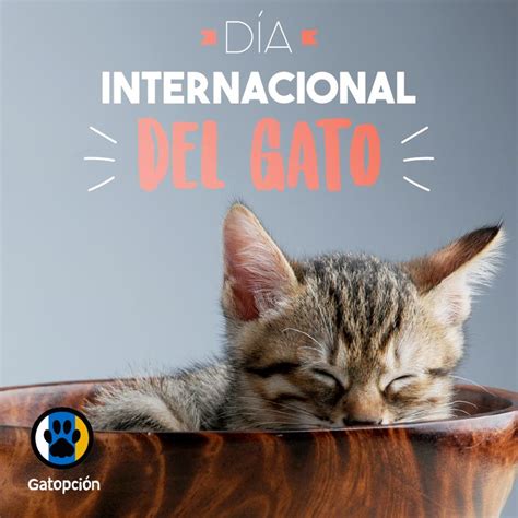 20 Febrero Día Internacional Del Gato Día Internacional Del Gato