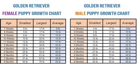 Golden Retriever Weight And Growth Chart All You Need To Know