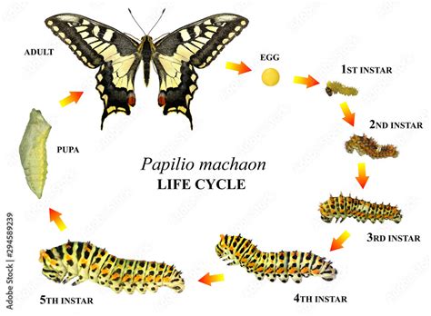 Common Yellow Swallowtail Old World Swallowtail Papilio Machaon