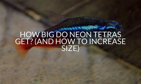 How Big Do Neon Tetras Get And How To Increase Size Betta Care