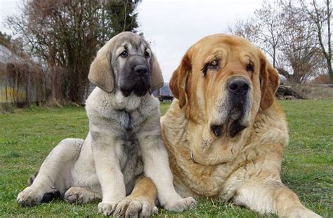 Spanish mastiff puppies for adoption grow to become massive canines with an alert nature. 105 best images about Spanish Mastiff on Pinterest