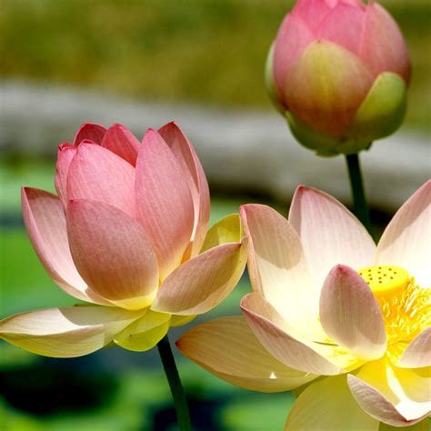 Lotus Planter Et Cultiver Ooreka