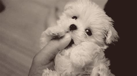 Gifs to express what you think. Gif picture: Maybe this is the cutest puppy ever | Amazing ...