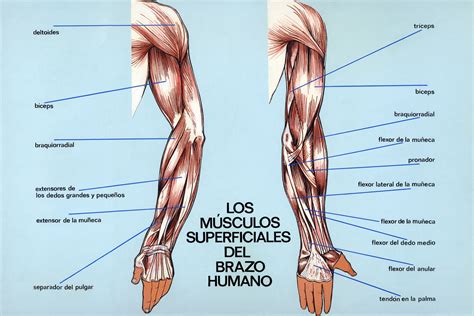 Los Músculos Recursos Educar Músculos Del Brazo Musculos Del