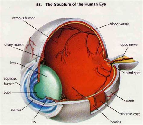 Model Of Eye Anatomy