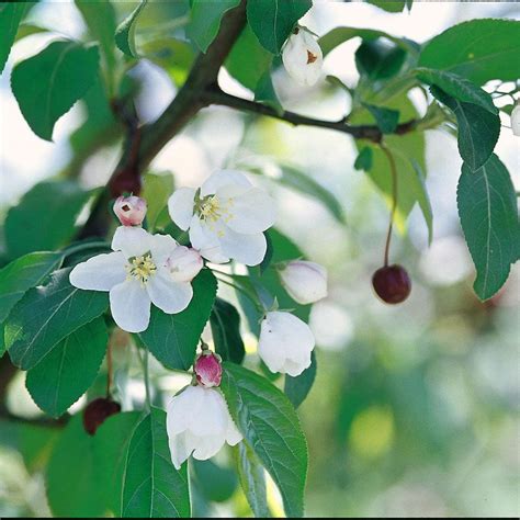 Malus Donald Wyman White Flower Farm