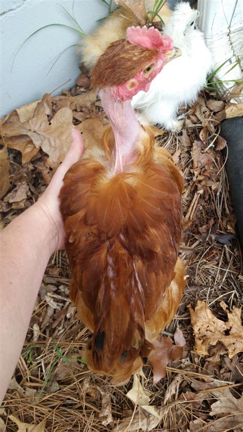 Hen Or Rooster Turken Naked Neck Chick Pictures Backyard Chickens Learn How To Raise