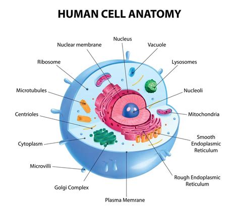 Human Cell Diagram 6406474 Vector Art At Vecteezy