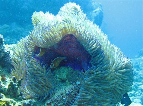 Magnificent Sea Anemone Species Heteractis Magnifica In Taxonomy