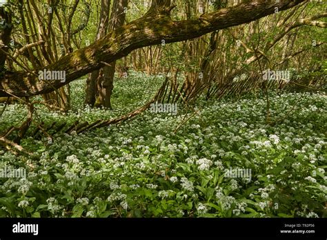 Field Of Wild Garlic Ransom In A Woodland Natural Landscape West