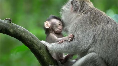 Anak Monyet Bermain Dipohon Youtube