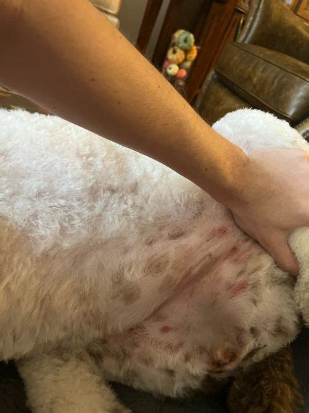 Rash On Bellywhat Should I Treat With Vet Help Direct