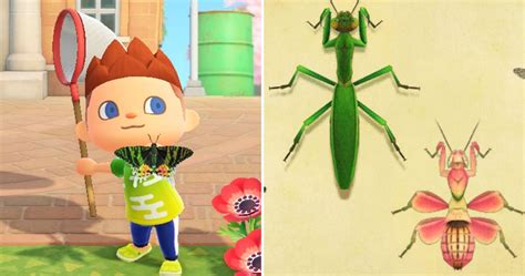 Animal Crossing 5 Rarest Bugs And The 5 Most Common