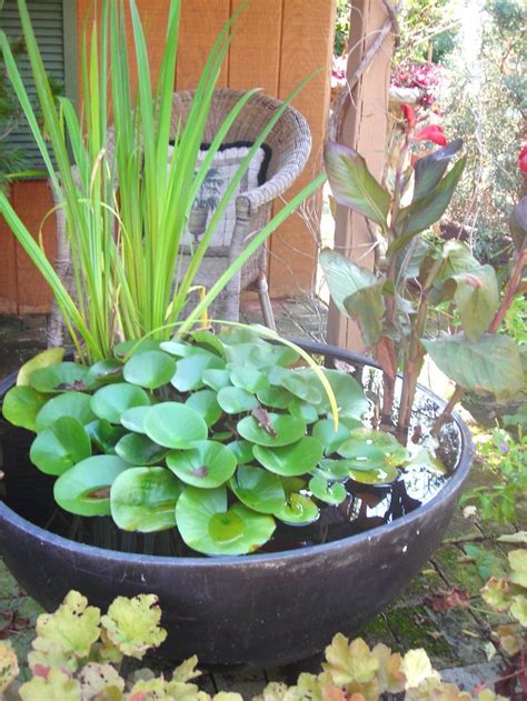 Small Water Garden Needs No Electricity Just Place Pots