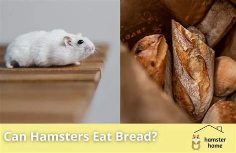 Can Hamsters Eat Bread Everything You Should Know • Hamster Home