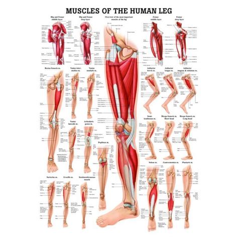 Muscles Of The Leg Laminated Anatomy Chart Muscle Anatomy Leg