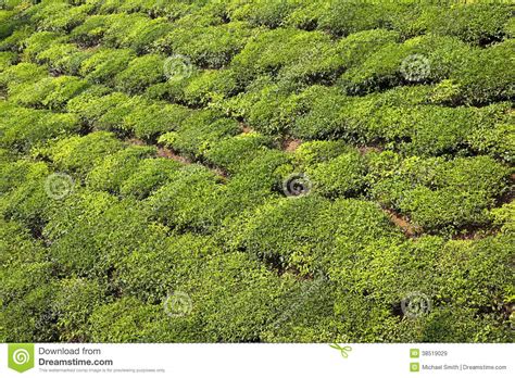 Green Tea Bush Background Stock Image Image Of Crops 38519029