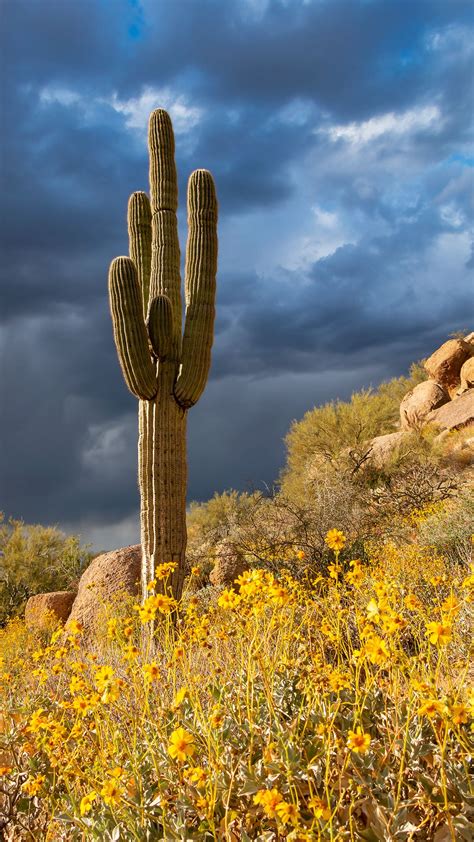 Saguaro Cactus and Spring Wildflowers in Scottsdale, AZ. | Spring wildflowers, Cactus paintings ...