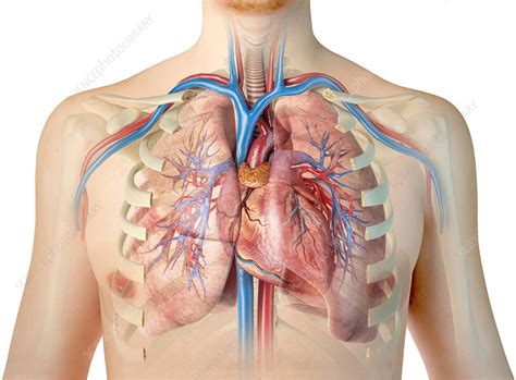 Your rib cage, for example, acts like a shield around your chest to protect important organs inside such as your lungs and heart. Human chest anatomy, illustration - Stock Image - F025 ...
